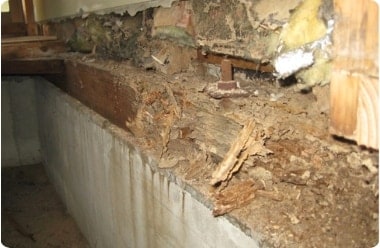 シロアリの被害例1