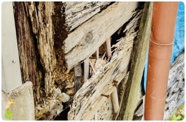 シロアリの被害例3